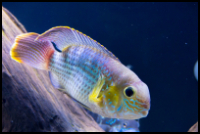 Green Terror Cichlid