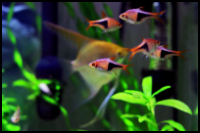 Harlequin Rasbora Group