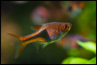 Harlequin Rasbora