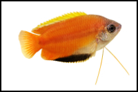 Honey Gourami white background