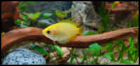 Honey Gourami with wood