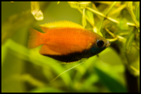 Honey Gourami