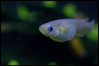 Oryzias