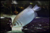 Kissing Gourami