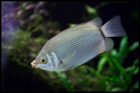 Kissing Gourami