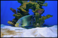 Koran Angelfish Adult