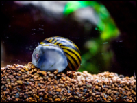 Zebra Nerite Snail