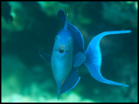 Niger Triggerfish Front View