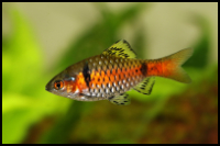 Odessa Barb