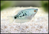 Opaline Gourami White