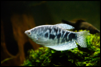 Opaline Gourami Plants