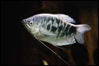 Opaline Gourami Dark