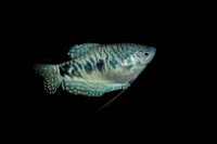 Opaline Gourami Black