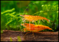 Neocaridina Shrimp Orange