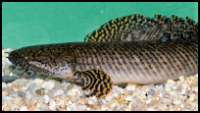 Ornate Bichir Side View