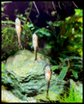 Otocinclus on Glass As a Group