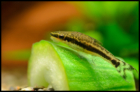 Otocinclus On A Leaf