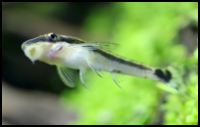 Otocinclus Swimming