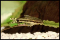 Otocinclus With White Stones