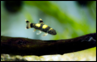 Panda Garra Swimming