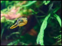 Dwarf Pea Puffer