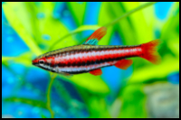 Pencilfish Beckfordi