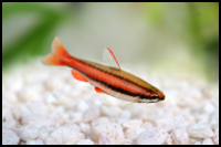 Pencilfish Beckfordi