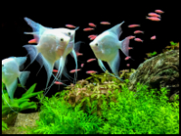 Platinum Angelfish