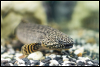 Ornate Bichir Front View