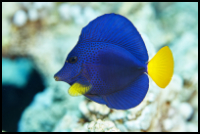 standard purple tang