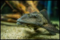 Sailfin Pleco