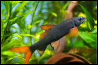 Rainbow Shark In Planted