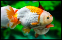 Two Color Ranchu Goldfish