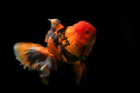 Three Color Ranchu