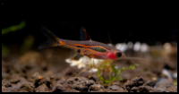 Phoenix Rasbora