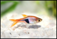 Harlequin Rasbora With White Stones