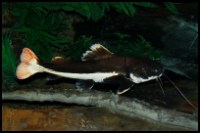 Red Tail Catfish Side View