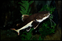 Red Tail Catfish