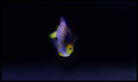 Regal Angelfish