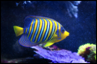 Regal Angelfish