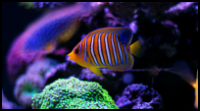 Regal Angelfish