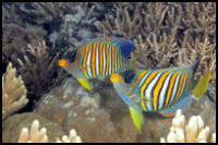 Regal Angelfish