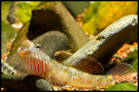 Close up neon goby