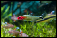 Rummy nose tetra