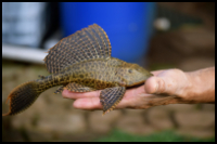 Sailfin Pleco