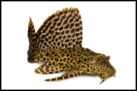 Sailfin Pleco Lepord