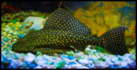 Sailfin Pleco