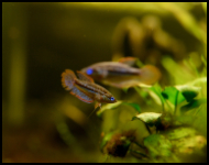 Sparkling Gourami two