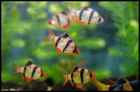 Tiger Barb Group