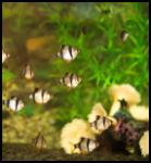 Group of tiger barbs